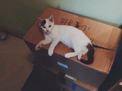 -猫的天空之城概念书店(苏州平江店)