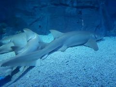 -烟台海昌鲸鲨海洋公园