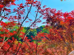 -广州市帽峰山景区