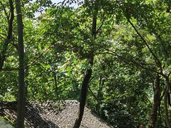 -上海佘山国家森林公园天马山园