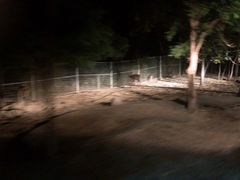 -清迈夜间动物园