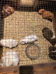 -酷嗒动物文化乐园(cutezoo西溪乐天城店)