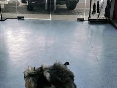 -顺强宠物诊所·狂犬免疫·夜诊·骨科(嘉定店)