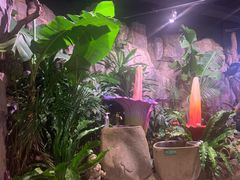 -正佳雨林生态植物园