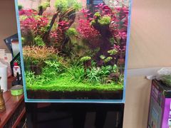 -青石桥花鸟鱼虫市场(叠翠城店)