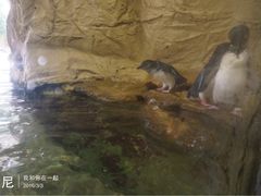 -悉尼海洋生物水族馆
