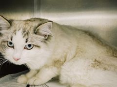 -贝康宠物医院·犬猫全科·小动物特色诊疗中心(东环路店)