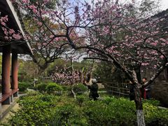 -八大山人梅湖景区