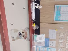 -谐和益家动物医院·免疫绝育·血液透析·宠保定点医院(高新伊藤分院)