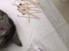 -宠福鑫康馨动物医院·骨科·眼科