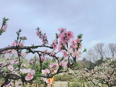 -洛阳市隋唐城遗址植物园