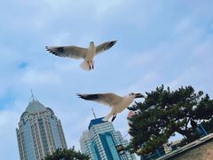 -栈桥景区