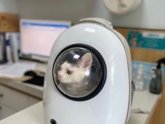-瑞派长江宠物医院·猫科·外科·24小时夜护(谊城公寓分院)