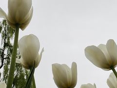 -石家庄市植物园