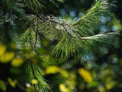 -西湖风景区-江洋畈生态公园