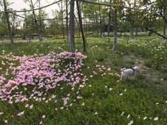 -上海长兴岛郊野公园