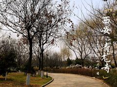 -西安青龙寺遗址景区