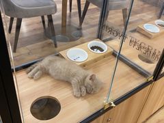 -袖虎·猫馆(体育西路店)