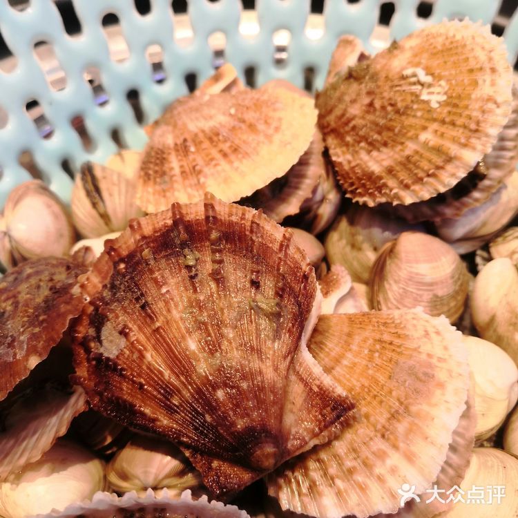 听说你还没吃过一筐蛤蜊的栉孔扇贝？ 