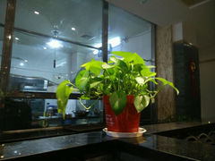 android_upload_pic-临潼印象·特色陕菜