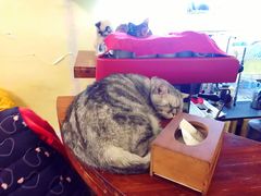 -猫色咖啡·猫咖