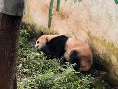 -中国大熊猫保护研究中心雅安碧峰峡基地