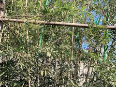 -大锅强·蒸海鲜青岛菜(吾悦广场店)