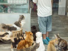 -楼上猫咖(罗湖店)