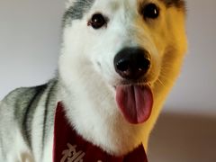 -Husky Go! 哈士奇体验馆·宠物咖啡厅狗咖