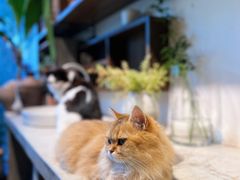 -自由生长植物工作室(深港花卉中心店)