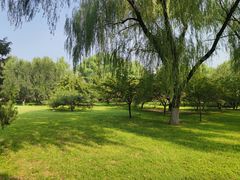 -莲花池公园