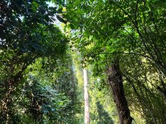 -中国科学院西双版纳热带植物园