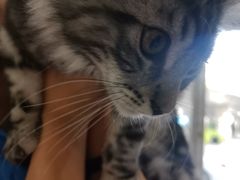 -宠颐生宠物医院·犬猫全科·皮肤科(商业街店)