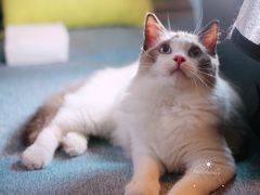 -Bastet sally猫舍购宠(静安店)