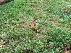 -海南热带野生动植物园