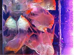iphone_upload_pic-清平路水族市场