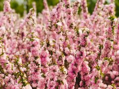 景点-南海子公园