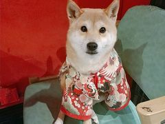 -猫色咖啡·猫咖