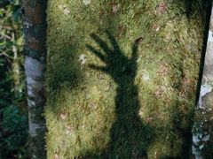 -云南屏边大围山国家公园