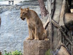 -清迈夜间动物园