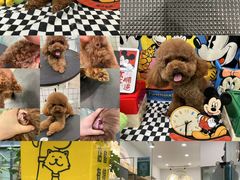 -Pets First伊珊娜洗护·精致美容·家庭式寄养(新会路店)