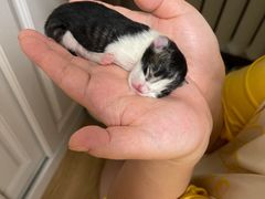 -北京观赏动物医院·24小时大型综合·猫专科·异宠专科
