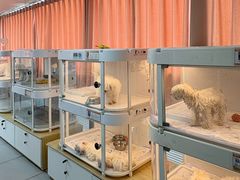 -翊宠yipet猫狗购宠庄园犬舍•猫舍