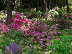 -上海滨江森林公园