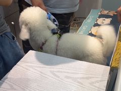 -纳吉亚猫专科动物医院·北北分院