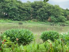 -海珠湖公园