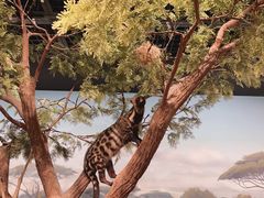 -陕西自然博物馆