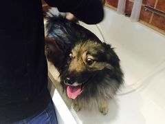 -Oh My Dog宠物沙龙(伊珊娜皮毛护理店)