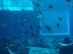 -海棠湾洲际-涛·海底餐厅·美人鱼·自助餐·海底隧道