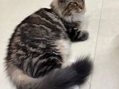 -COLOR PETS 撸猫馆·购猫·猫咖(长风大悦城店)